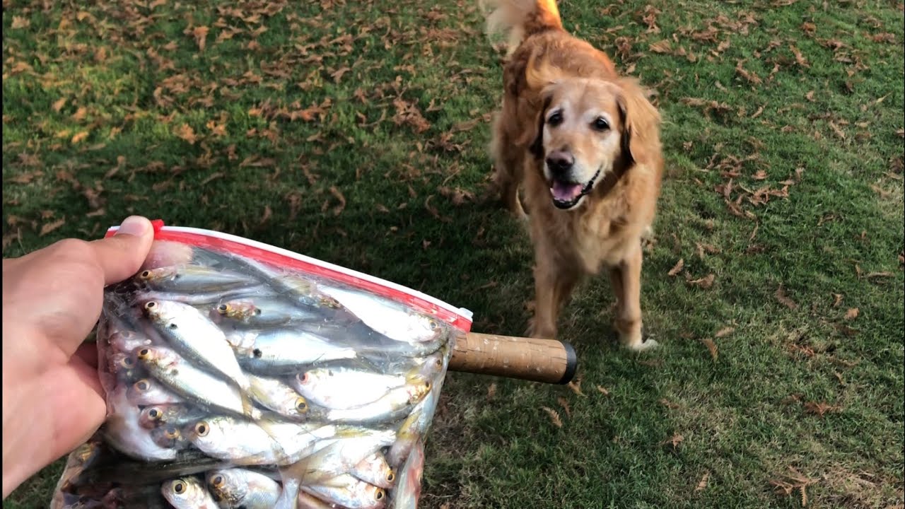 Time to Feed the Fish!