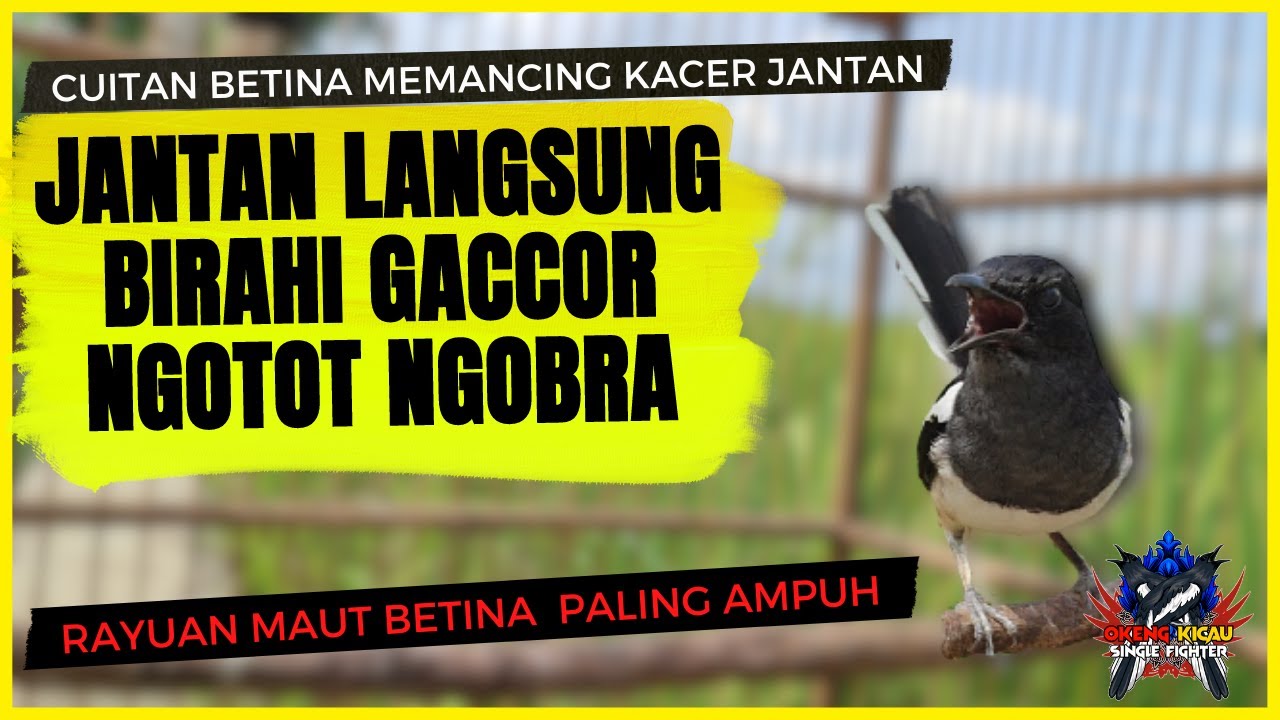 Kacer Betina Memancing Kacer Jantan | Pancingan Kacer Agar Birahi Gacor Tarung Ngobra Dan Ngotot