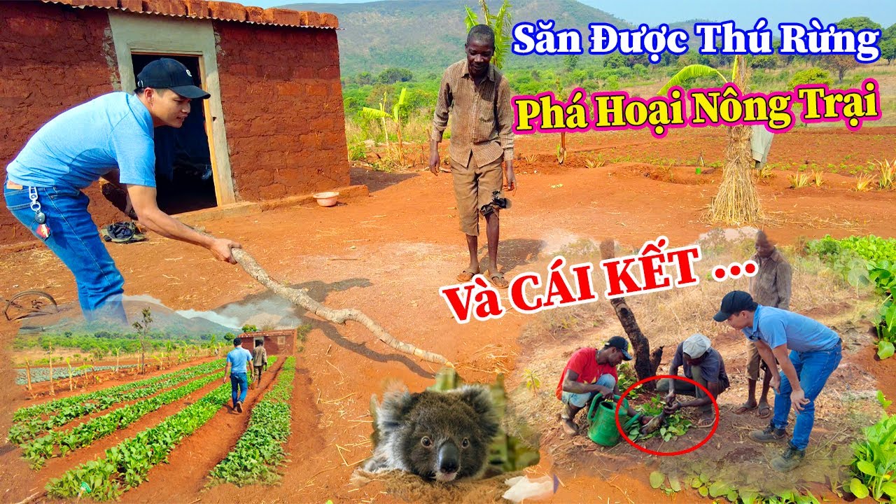 Hùng KaKa ll Cái Kết Cho Những Con Thú Rừng khi Đến Phá Hoại Ở Nông Trại Của Người Dân Bản ?