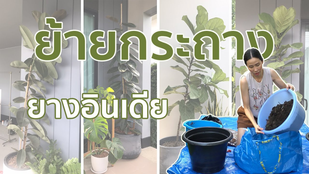 แจกวิธีผสมดินปลูกยางอินเดียในกระถางให้ต้นสูง 2 เมตร! I เรื่องของนิว