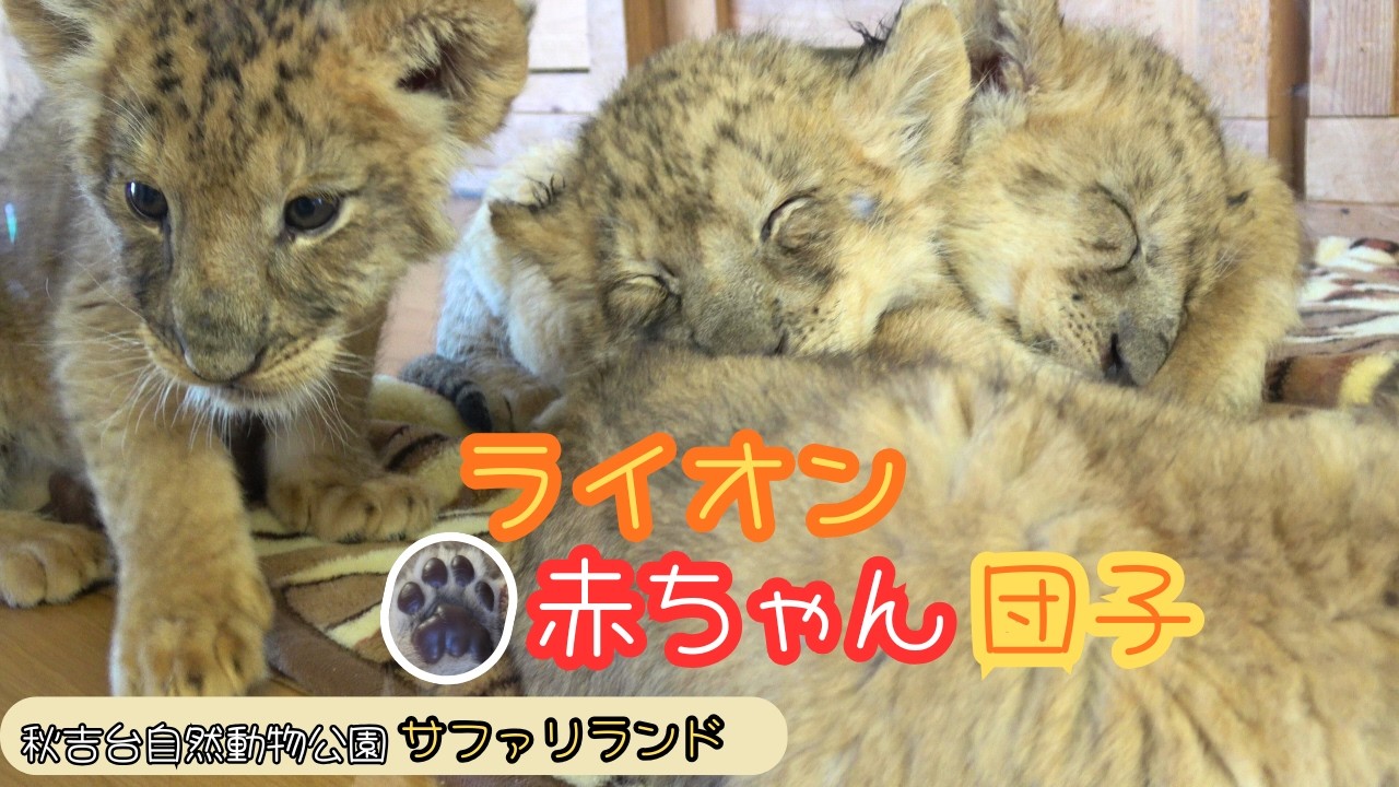 【ライオン赤ちゃん団子】　秋吉台自然動物公園サファリランド