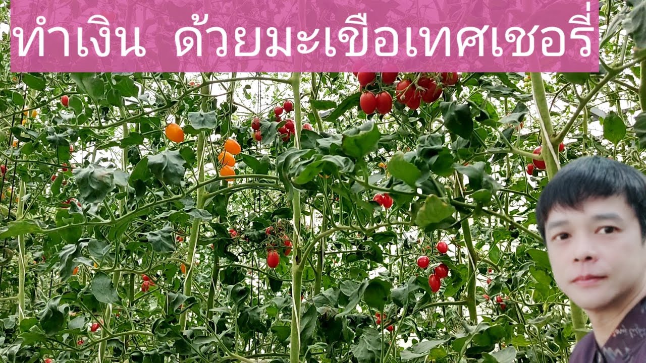 ทำเงิน  ด้วยมะเขือเทศเชอรี่