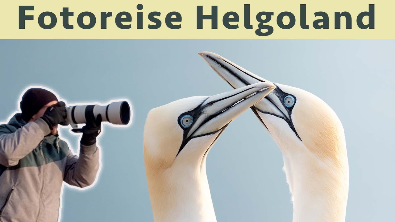 Helgoland - das Paradies für Vogelfotografen | Vlog zur Reise