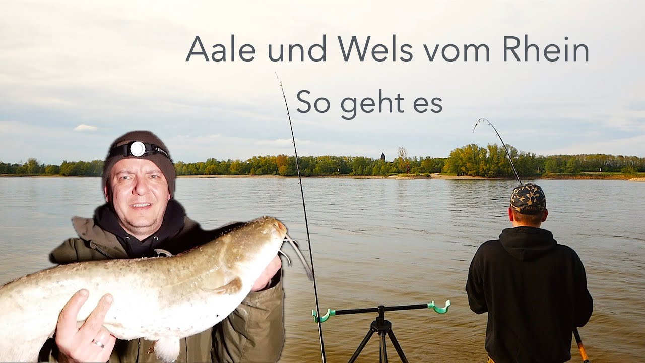 Aal und Wels vom Rhein , so klappt es garantiert