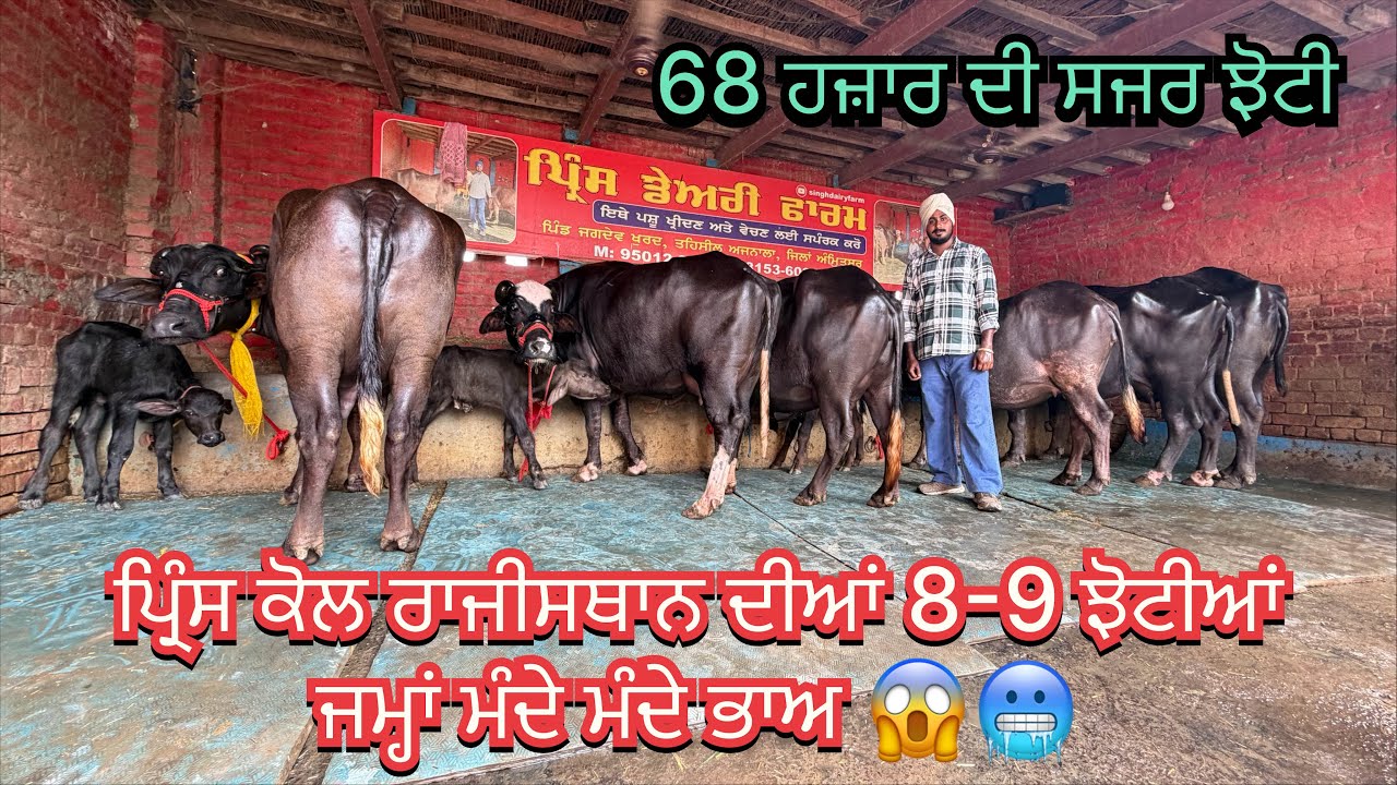 Prince: 95012 96185/ 6 buffalo for sale/ 15-7-26/ vedio lye:70090-48628