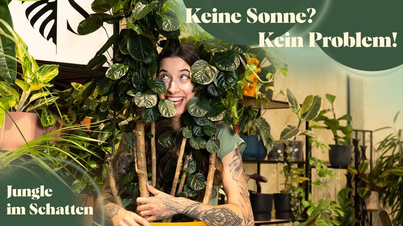 Die besten Zimmerpflanzen f&uuml;r dunkle Ecken 🌿 | Pflegeleicht & robust!