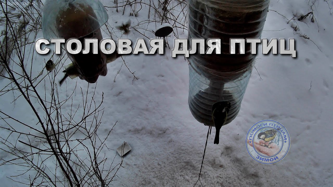 Кормушка для птиц 30 декабря 2025 года (16)