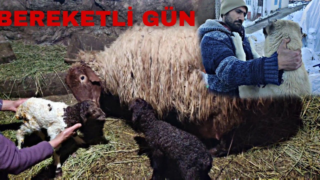 SARI KOYUN İKİZ KUZULADI DOĞUM ANI~PAŞAYLA GÜREŞTİM|koyundan para kazanma zamanı