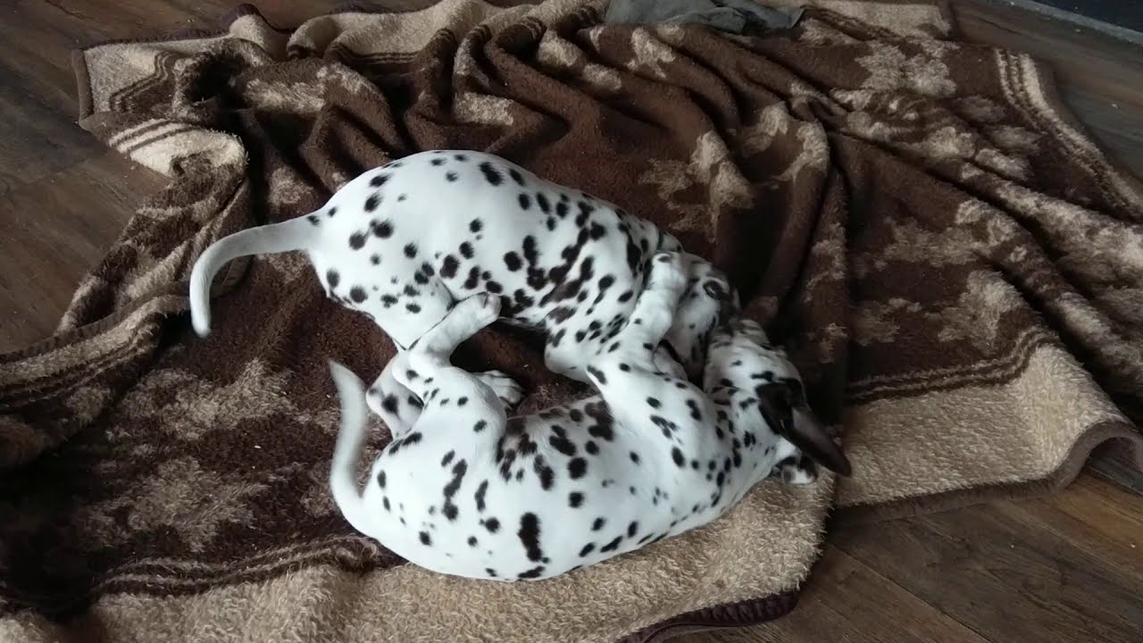 14 Dalmation puppies 8 weeks.