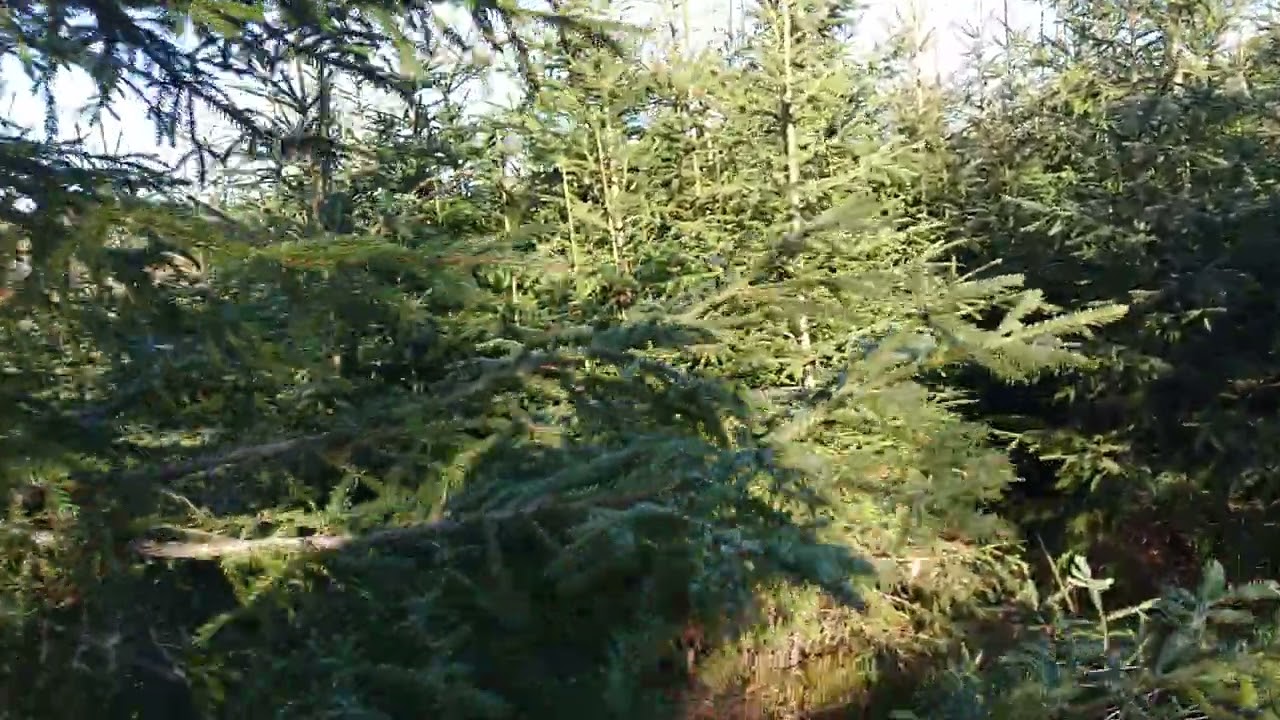 RÖJNING I UNG GRANPLANTERING 