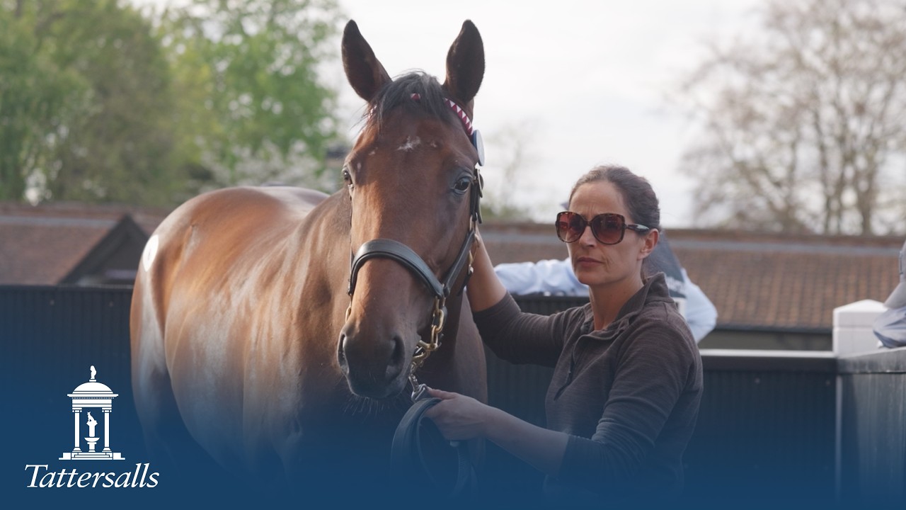 Tattersalls Craven Breeze Up Sale 2026 Day 1 Review