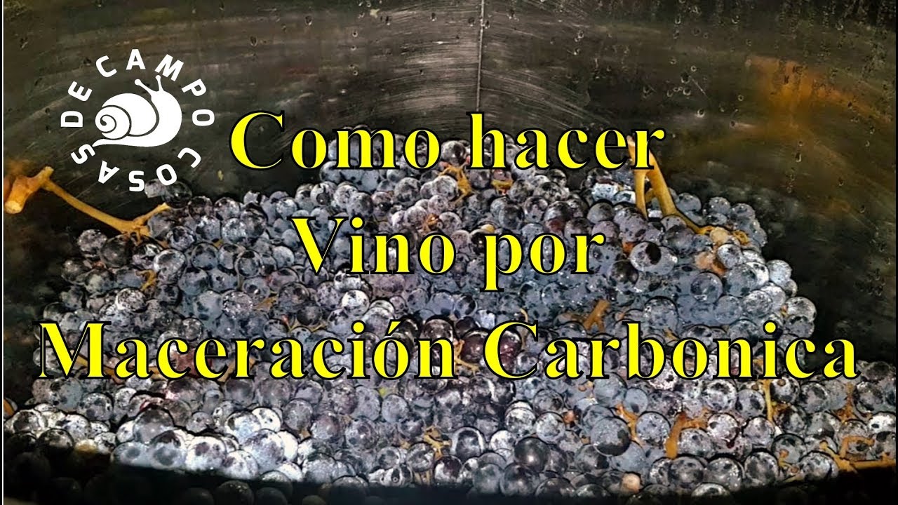 Como hacer vino tinto por maceración carbónica.