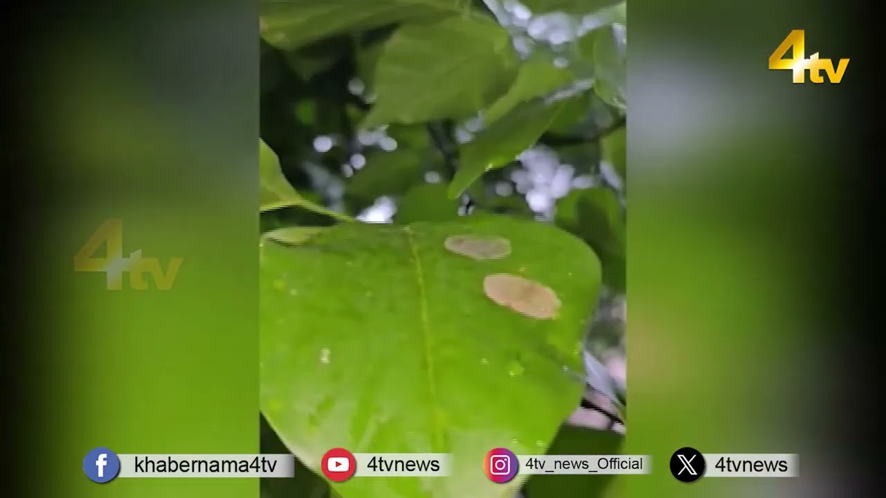 Weather Update: Beware! Heavy Rain and Storms Expected in These States | 4tv News