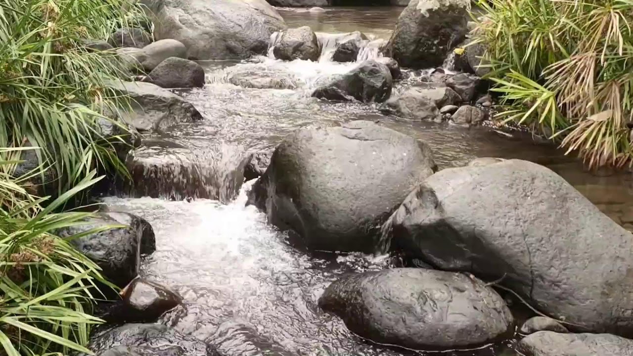 Forest River, Relaxing Nature Sounds l Sleep, Relax and Study Focus