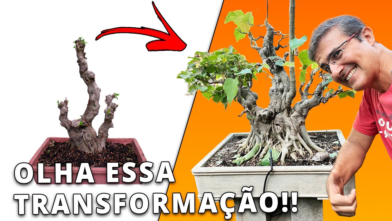 Antes e Depois - Transformando um Ficus em um Bonsai Incrível (Anos de Trabalho!)