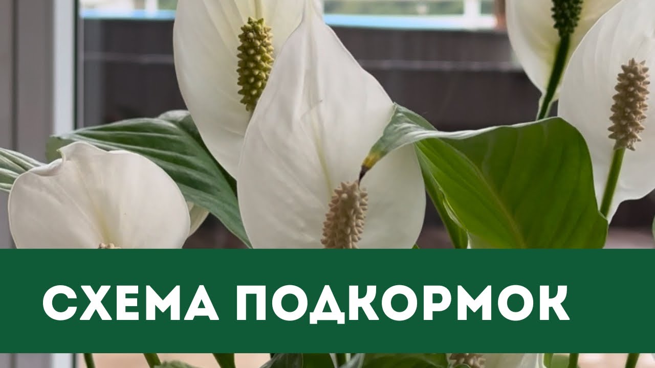 Женское Счастье, Спатифиллум, Схема Подкормок
