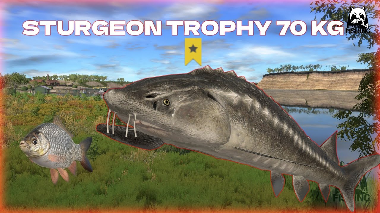 Russian Fishing 4 RF4 Akhtuba River | Trophy Sturgeon 70 kg