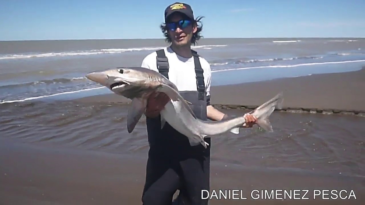 Pesca de Tiburón Cazón por Fernando Riera en Paso Seco en Bahía San Blas 5 de Noviembre de 2019