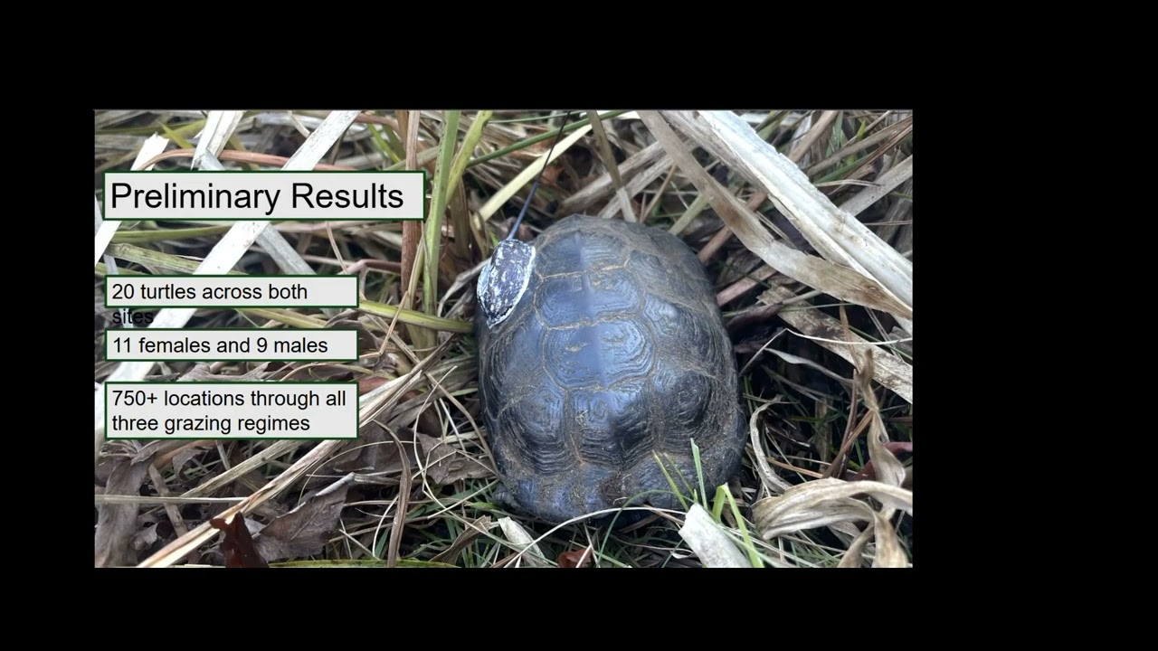 2024 VHS Fall Meeting - Bog Turtle flash grazing
