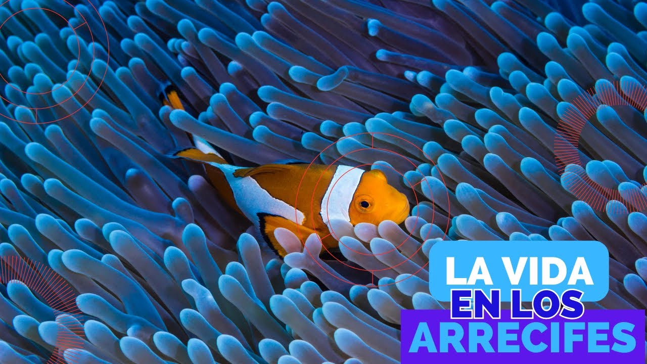 DOCUMENTAL: Mar en su M&aacute;xima Expresi&oacute;n: La Magia de los Arrecifes Coralinos 🌊✨ #documental