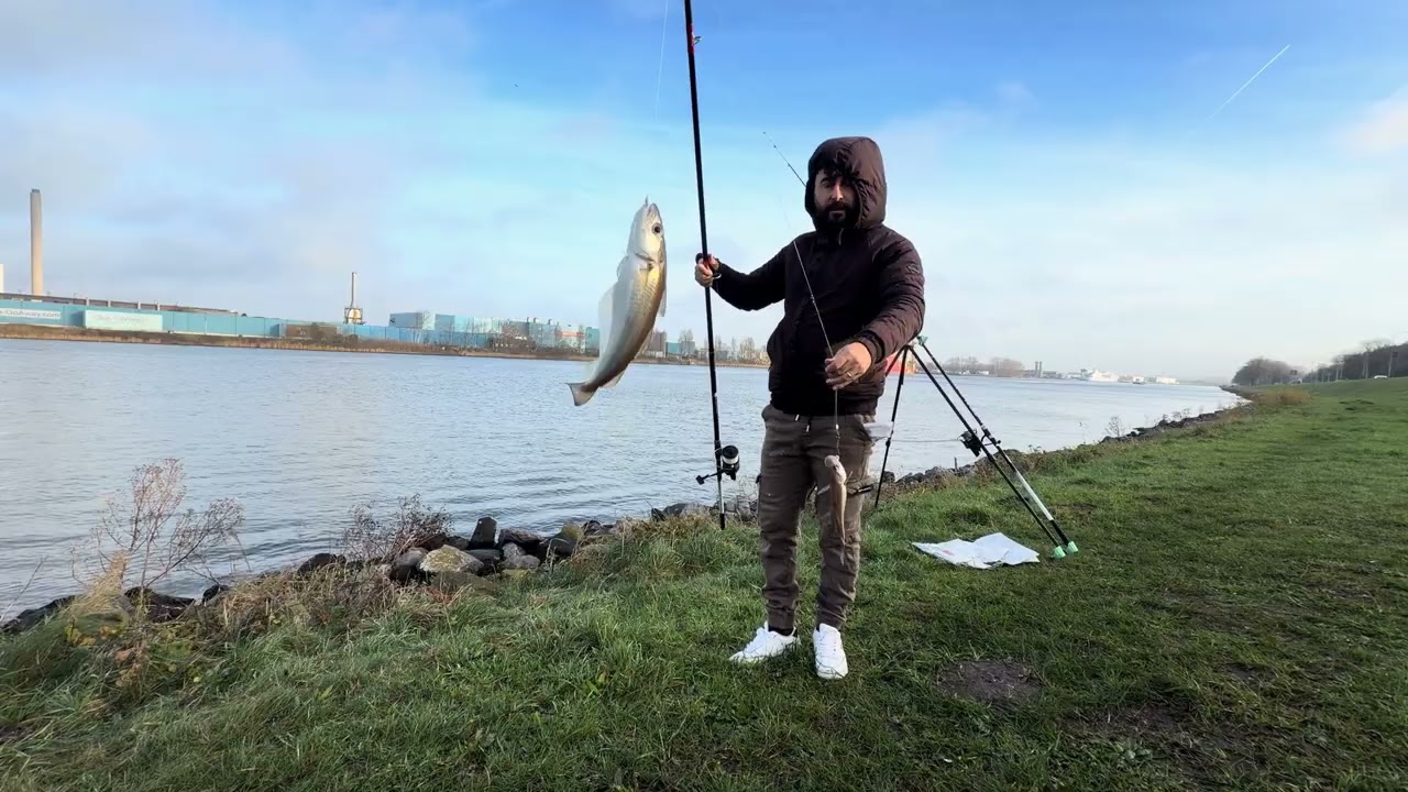 Wijting vissen 🎣   بكمية كبيرة whiting صيد سمك 