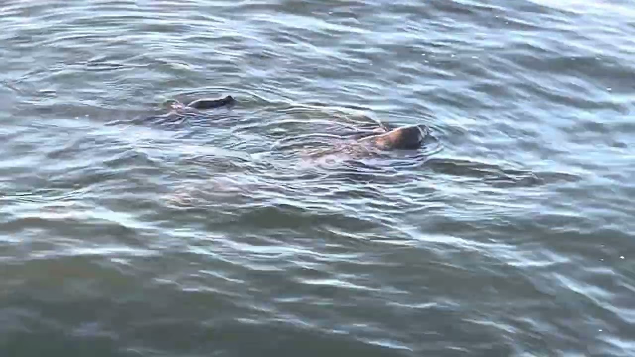 Manatees at Fort De Soto September 18 2024