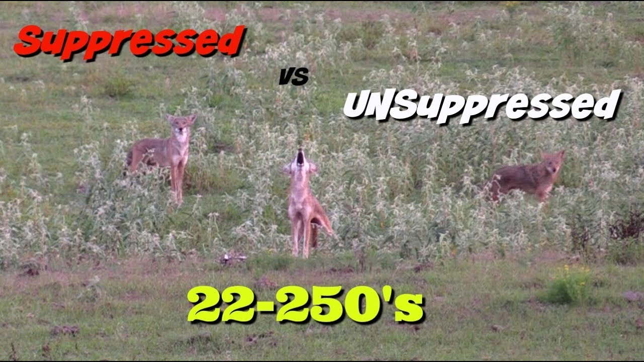 COYOTE HUNTING-- Suppressed Vs Unsuppressed  22-250's