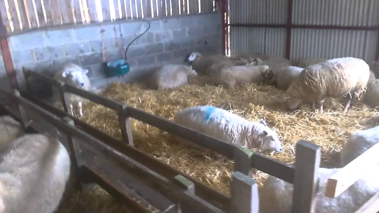 Ewe in labour