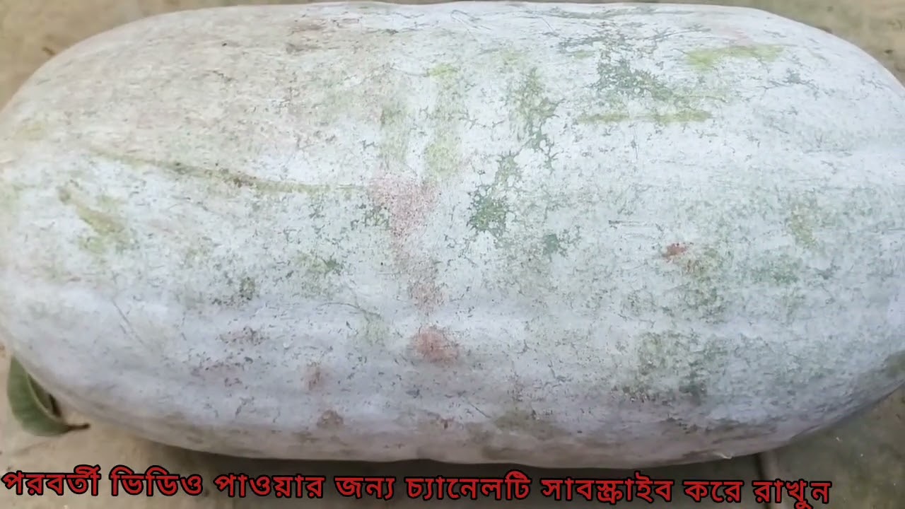 গ্রামে এই প্রথম তৈরি করে নিলাম কুমড়ার বড়ি 💯👌⁉️