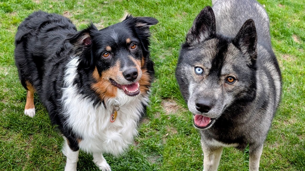 Will These Dogs Finally Become Best Friends? 🥰 Indy Comes Back to Play!