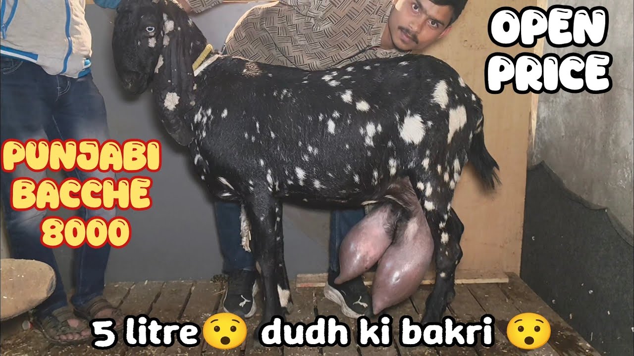 Punjabi bacchon ki lot aur females Alam bhai +91 78359 75960