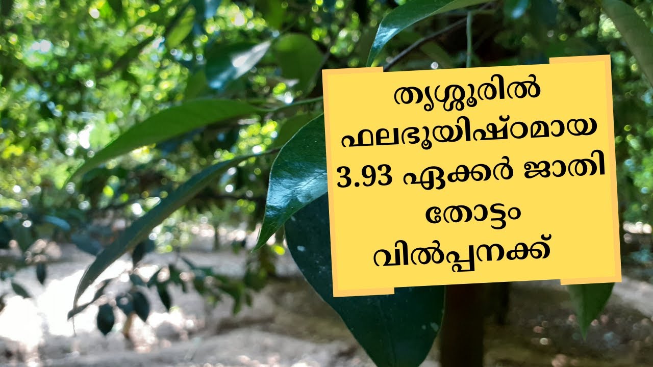 Nutmeg farm for sale in Thrissur for 1.2 Lacs