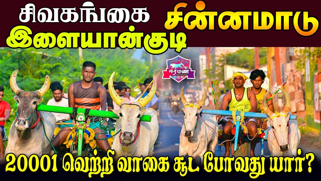 🔴LIVE(நேரலை) | இளையான்குடி    | சிவகங்கை மாவட்டம் | சின்ன மாடு   | பந்தயம்