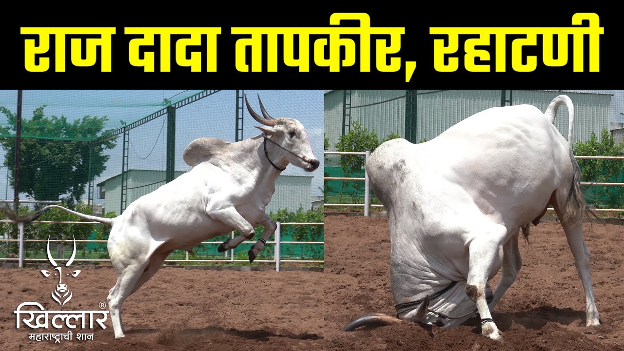 RT Stud Farm राज दादा तापकीर, रहाटणी, पिंपरी-चिंचवड | Khillar Maharashtrachi Shaan 2023