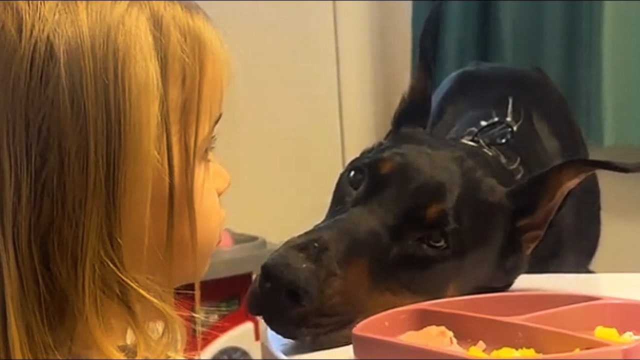 95lb Doberman REFUSES to Eat for Weeks After Losing His Owner—Then He Meets a 4 Year Old Girl