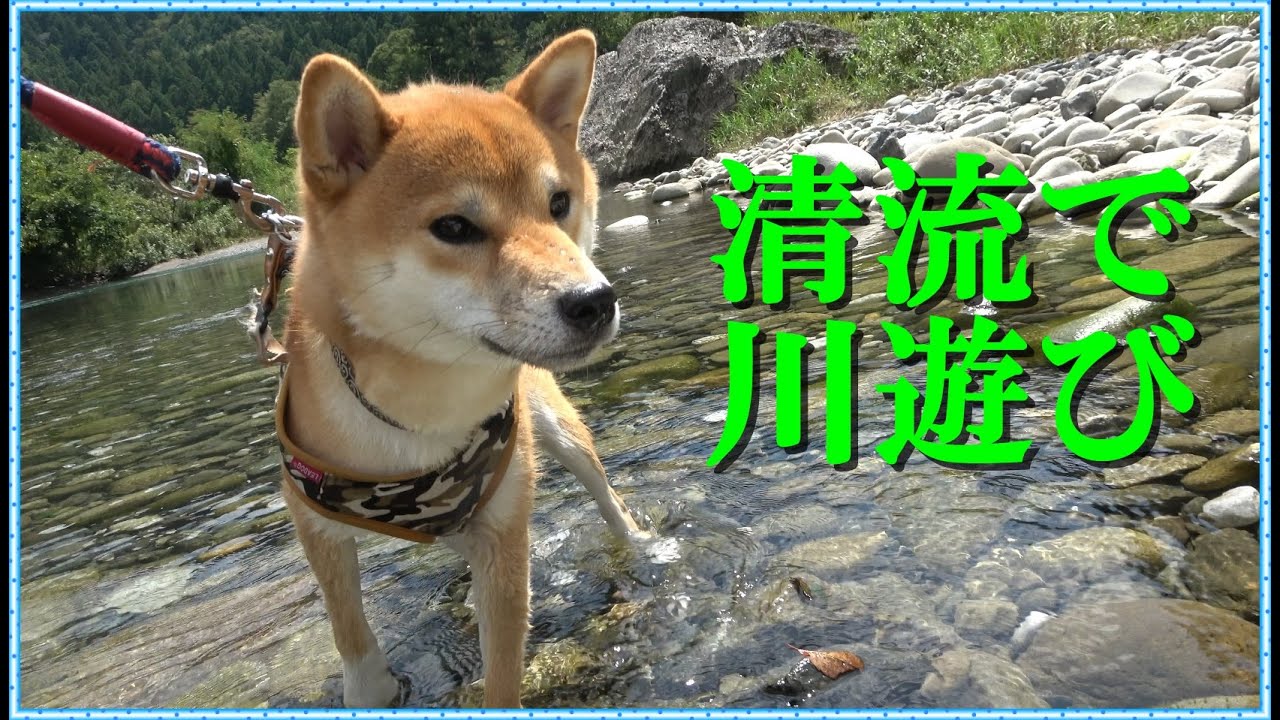 【柴犬】清流で川遊びをしてきたよ！川と山がとても綺麗でした！