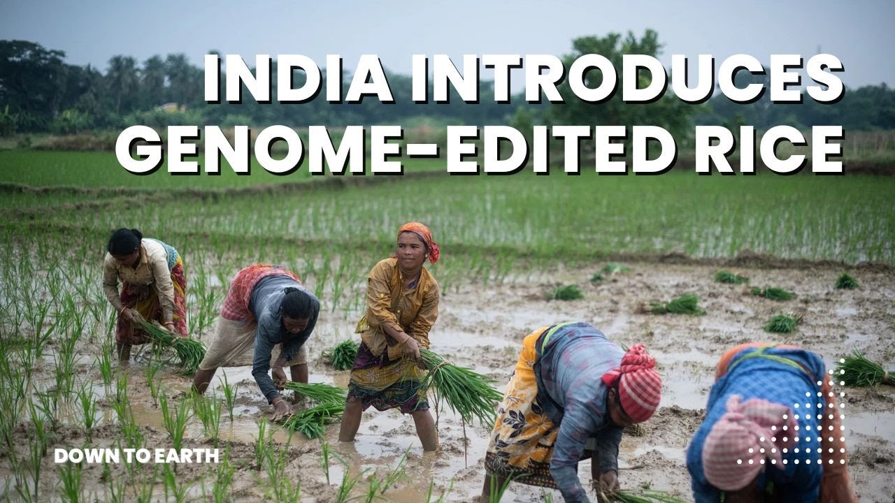 India Launches Gene-Edited Rice: Promises and Perils of Innovation