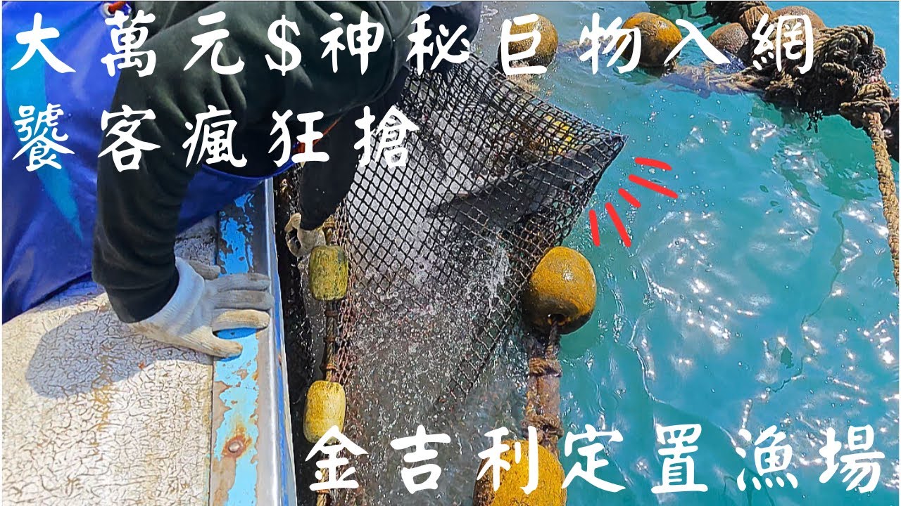 魚船捷報，大萬元$$神秘巨物入網，饕客瘋狂搶 ｜ 定置網 的瘋狂｜金吉利定置漁場 #金吉利 #定置網 #金吉利定置魚場 #fish #fisherman #fishchannel #fishing