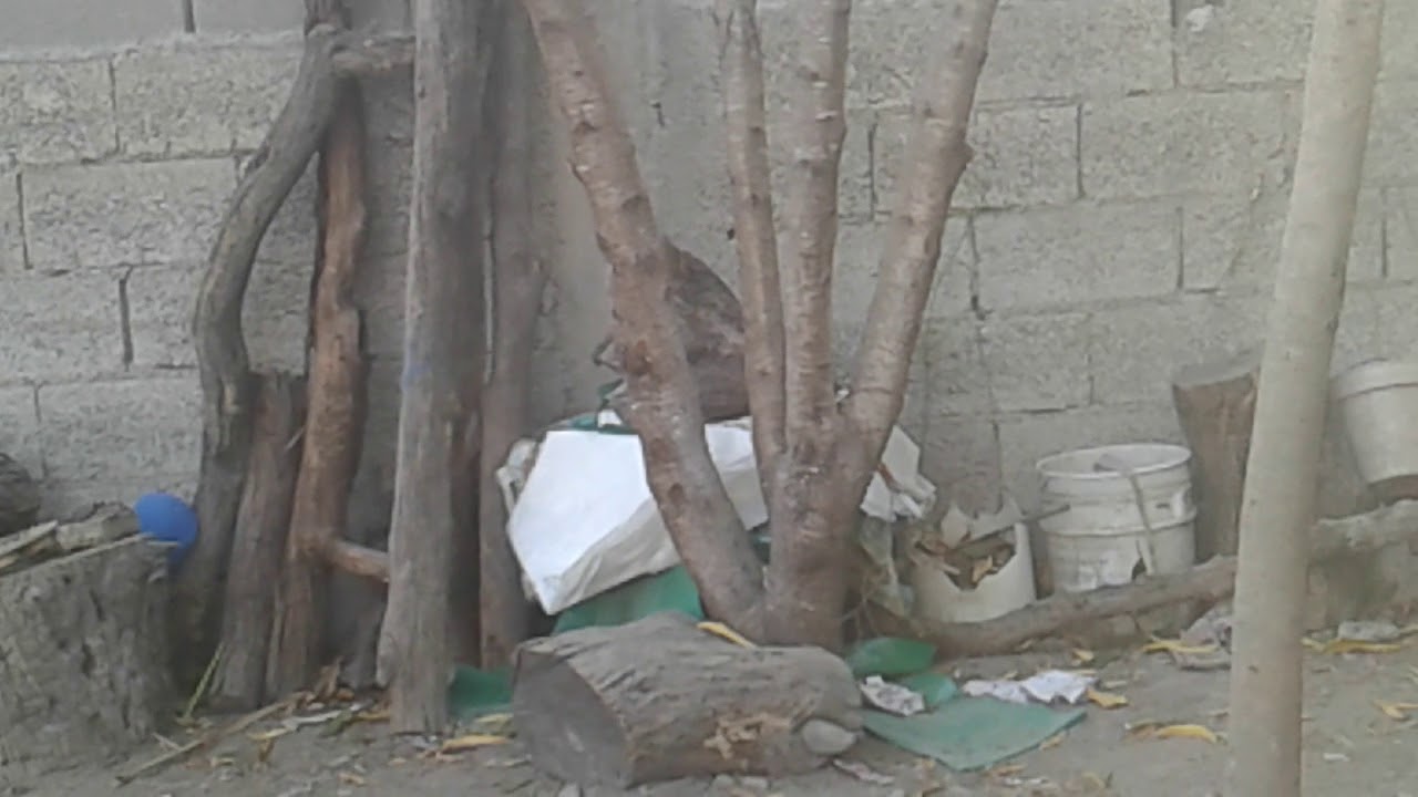 Roblox Gameroof for you