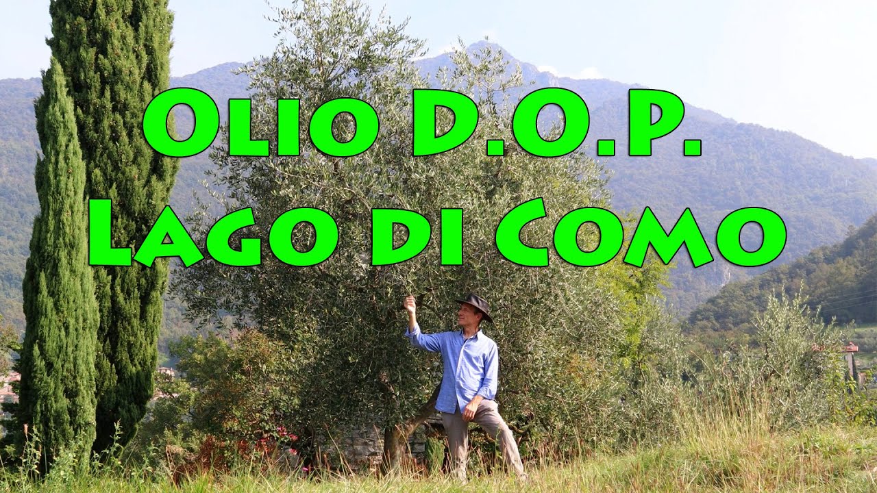 Produzione Olio D.O.P. del Lago di Como