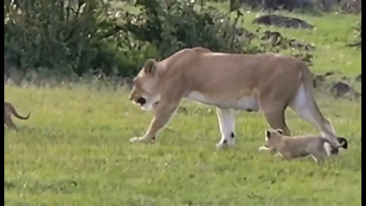 Adorable lion cub's 