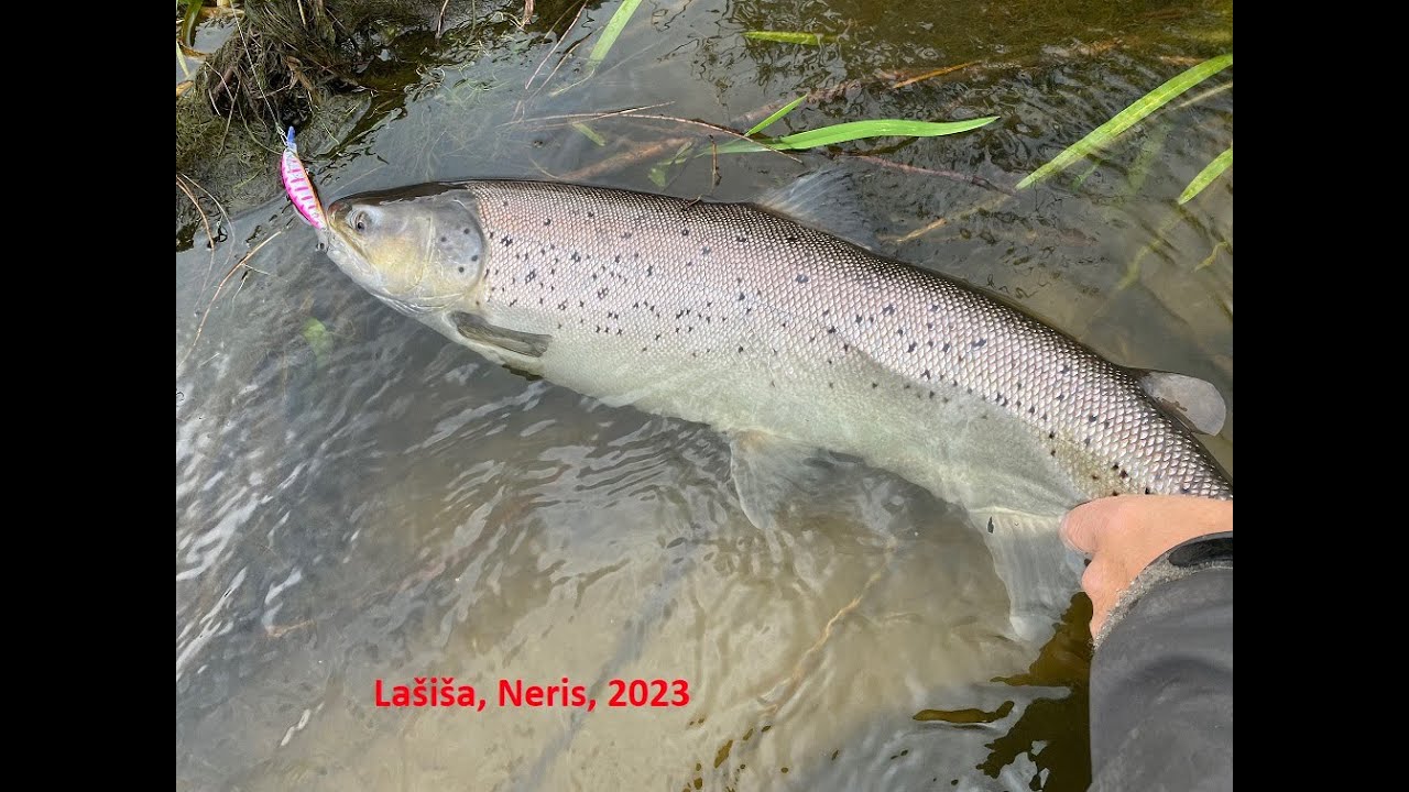 Lašiša Neris 2023