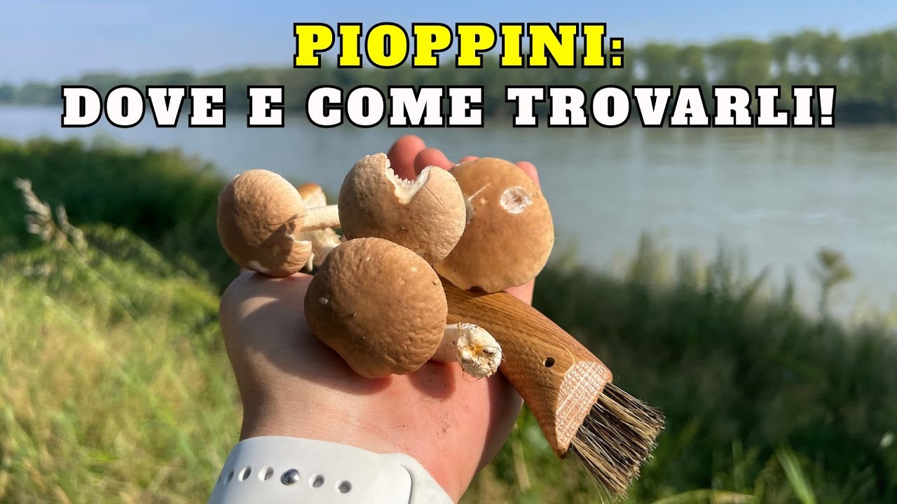 COME TROVARE i FUNGHI PIOPPINI: SEGRETI lungo i FIUMI!