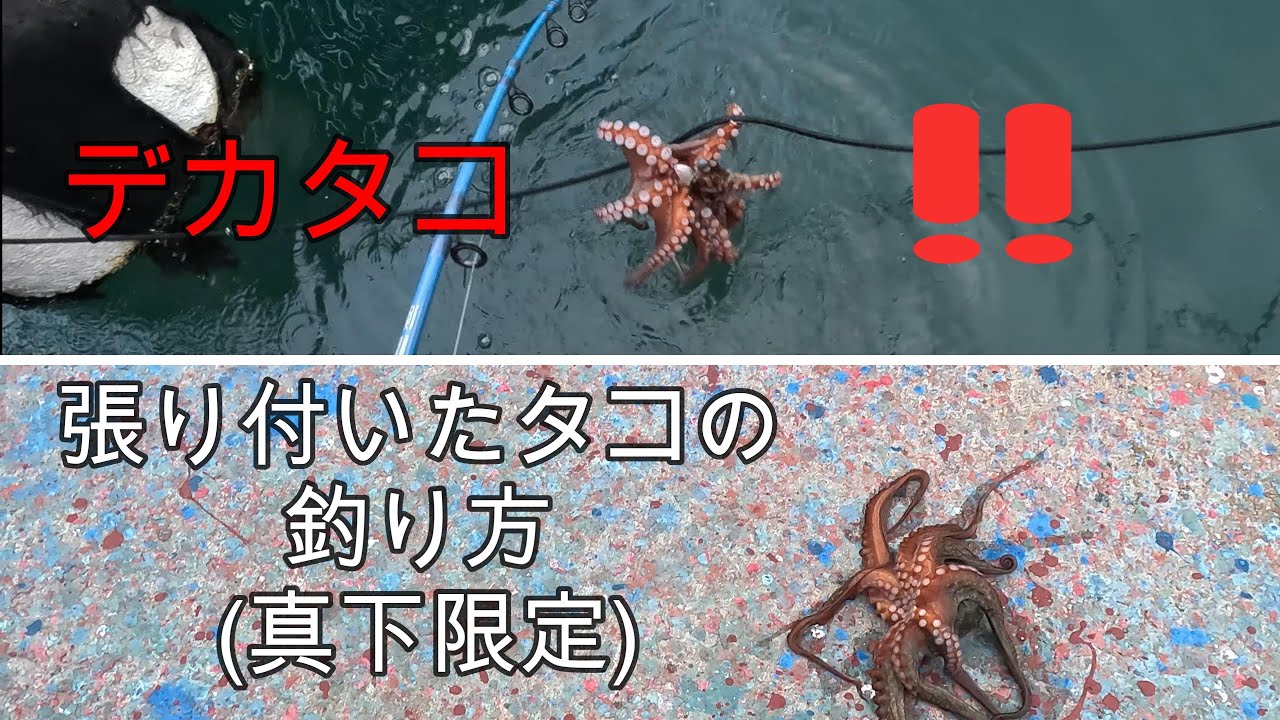 タコ釣り(デカタコ＆張り付いたタコの釣り方【真下限定】)