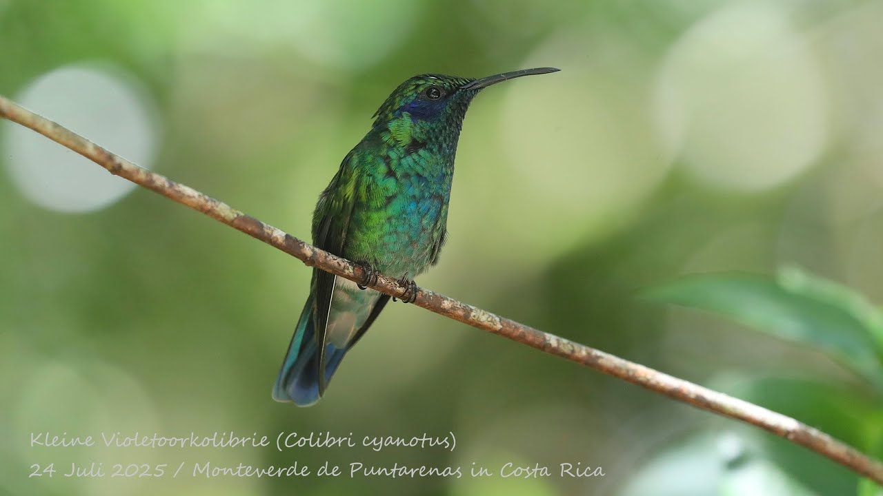 Slideshow with 120 of my favourite bird pictures
