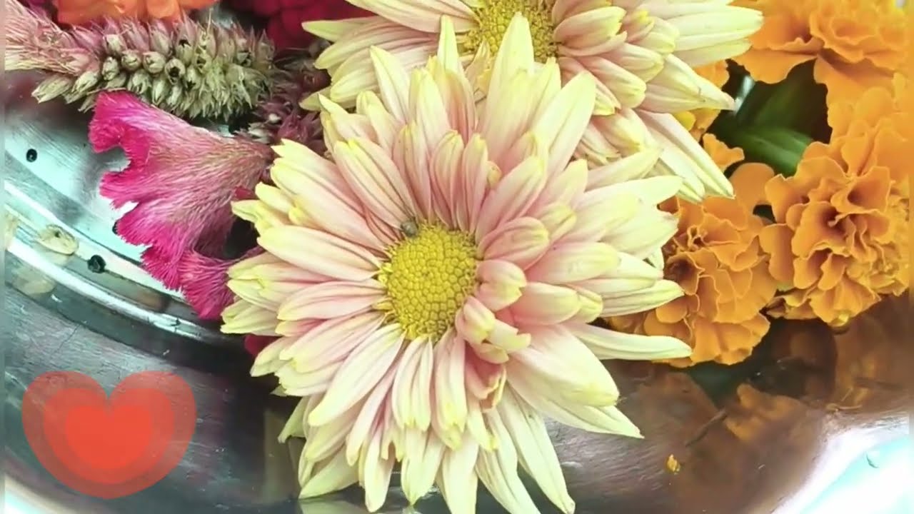 Flowers harvesting #shortsfeed #funny #shortvideoviral #shortvideoviral #gardening#song #ytshorts