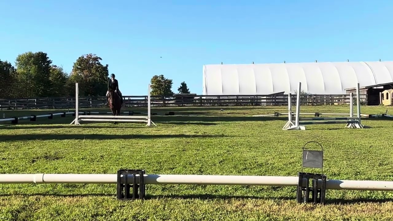 Tamara D prix Caprilli test 2024