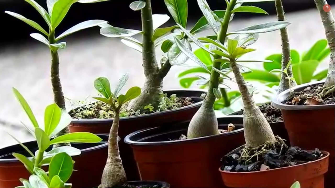 ROSA DEL DESIERTO,  NO CRECEN ? QUÉ NECESITAN ?  LAS PEQUEÑAS..?