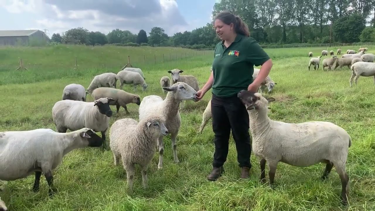 LEICESTER LONGWOOL SHEEP