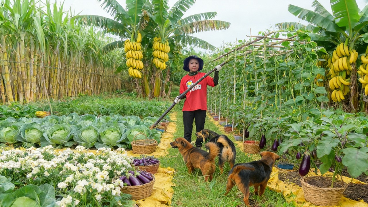 150 Days Planting, Harvest, Sell And Cook: Sugarcane, Yardlong Beans, Round Cabbage, Thai Eggplant